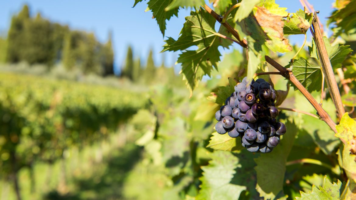 Vineyards of Chianti