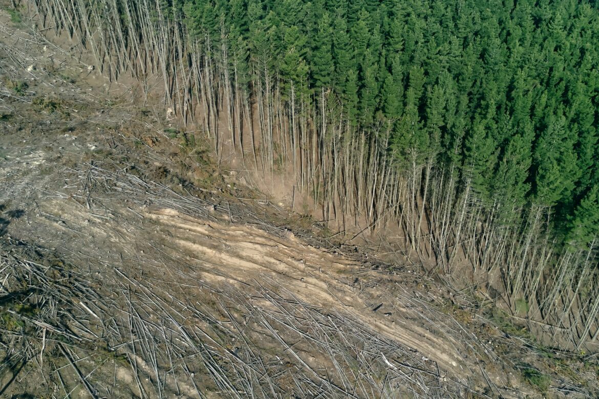 What is Deforestation?
